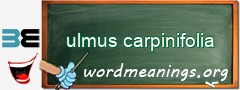 WordMeaning blackboard for ulmus carpinifolia